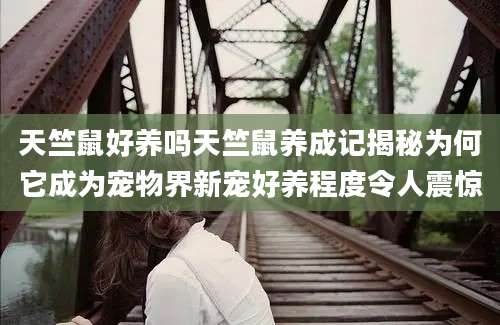 天竺鼠好养吗天竺鼠养成记揭秘为何它成为宠物界新宠好养程度令人震惊